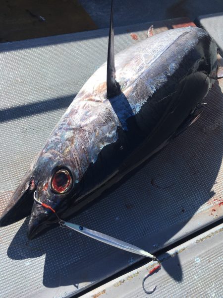 渡船屋たにぐち 釣果