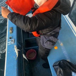 ヤザワ渡船 釣果