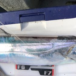 フィッシング　キッタカ 釣果