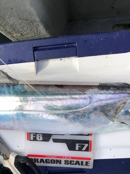 フィッシング　キッタカ 釣果