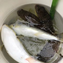 浜栄丸 釣果