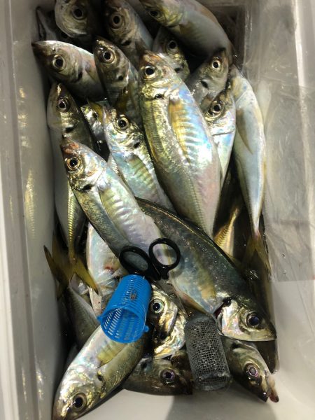 ヤザワ渡船 釣果