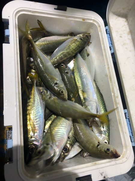 ヤザワ渡船 釣果