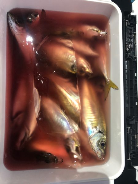 ヤザワ渡船 釣果