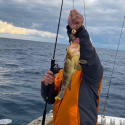 あみや渡船 JIGBOY 釣果