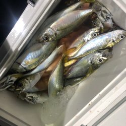 ヤザワ渡船 釣果