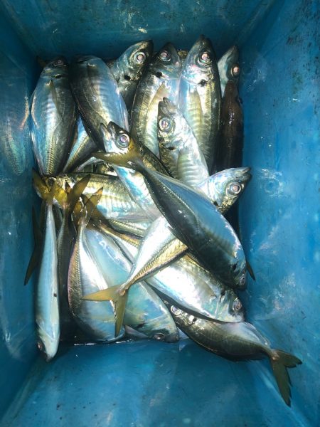 ヤザワ渡船 釣果