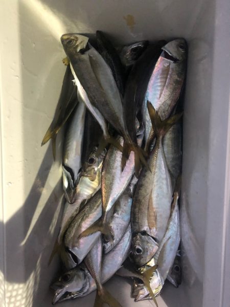 ヤザワ渡船 釣果