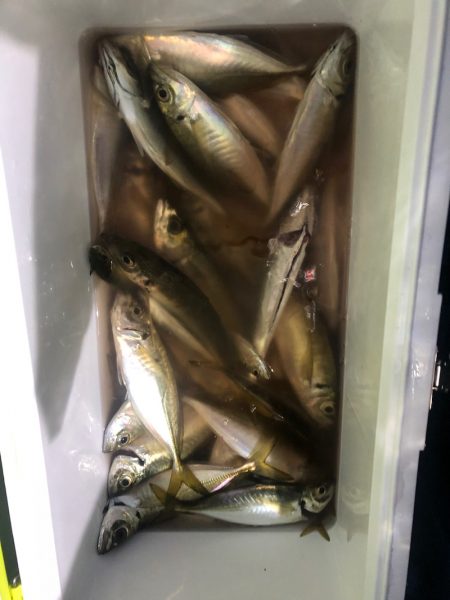 ヤザワ渡船 釣果