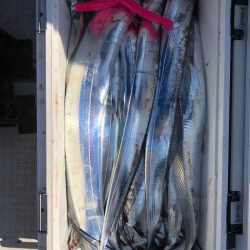 フィッシング　キッタカ 釣果