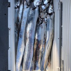 フィッシング　キッタカ 釣果