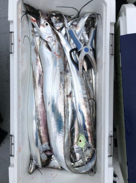 フィッシング キッタカ 釣果