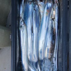 フィッシング　キッタカ 釣果