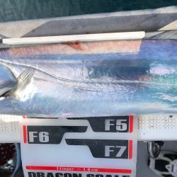 フィッシング　キッタカ 釣果