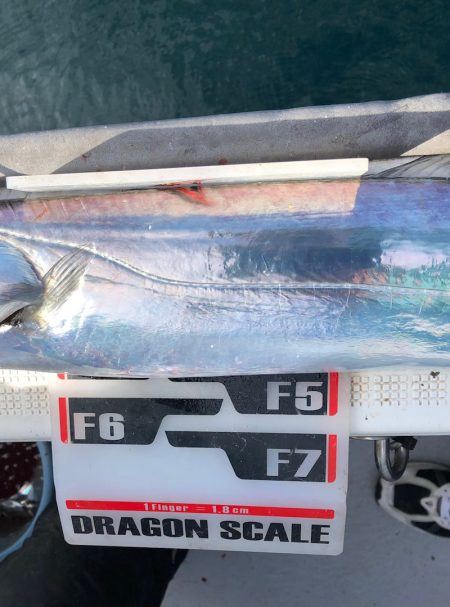 フィッシング　キッタカ 釣果