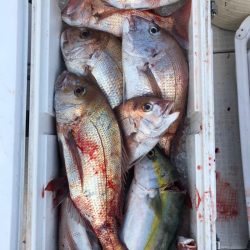 フィッシング　キッタカ 釣果