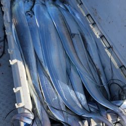 フィッシング　キッタカ 釣果