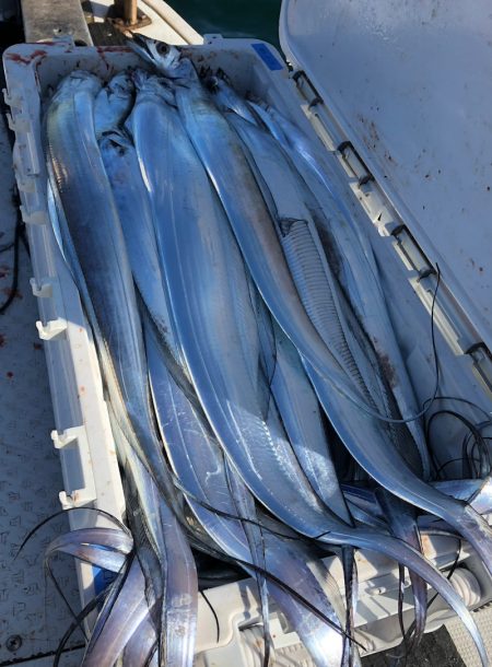 フィッシング　キッタカ 釣果