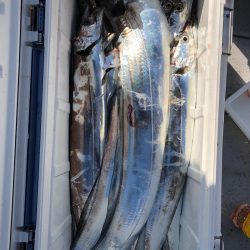 フィッシング　キッタカ 釣果