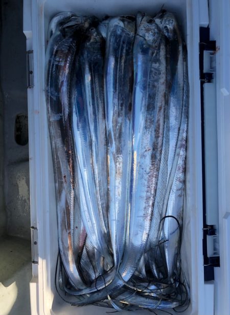 フィッシング　キッタカ 釣果