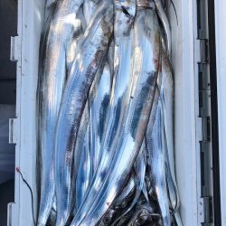 フィッシング　キッタカ 釣果