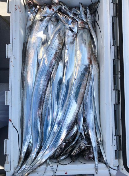 フィッシング　キッタカ 釣果