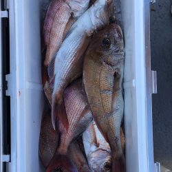 フィッシング　キッタカ 釣果