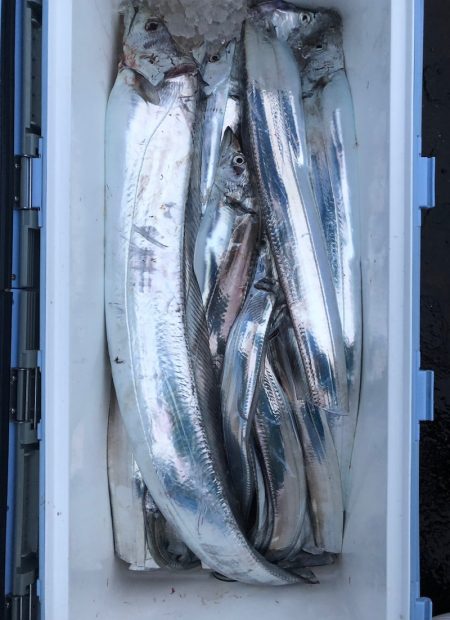 フィッシング キッタカ 釣果