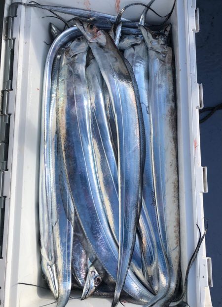 フィッシング　キッタカ 釣果