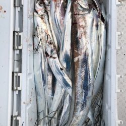 フィッシング　キッタカ 釣果