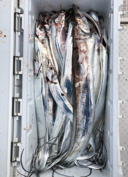 フィッシング　キッタカ 釣果