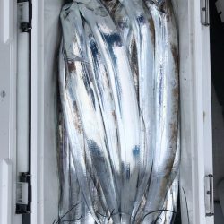 フィッシング キッタカ 釣果