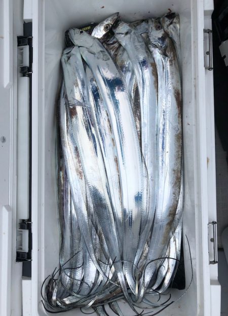 フィッシング キッタカ 釣果