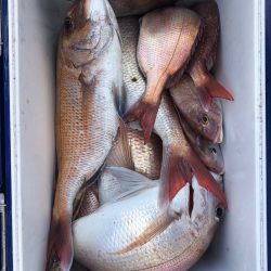 フィッシング キッタカ 釣果