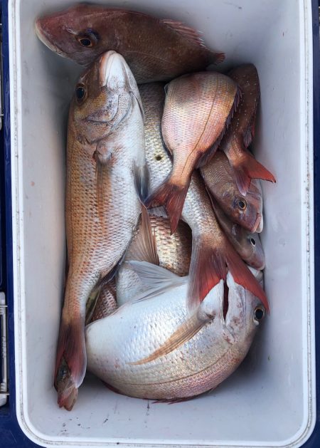 フィッシング キッタカ 釣果