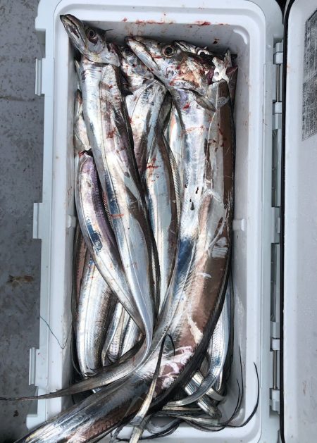 フィッシング キッタカ 釣果