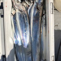 フィッシング　キッタカ 釣果