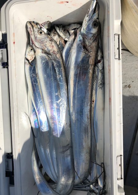 フィッシング　キッタカ 釣果