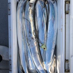 フィッシング　キッタカ 釣果