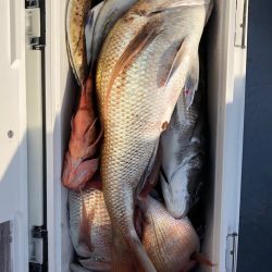 フィッシング キッタカ 釣果