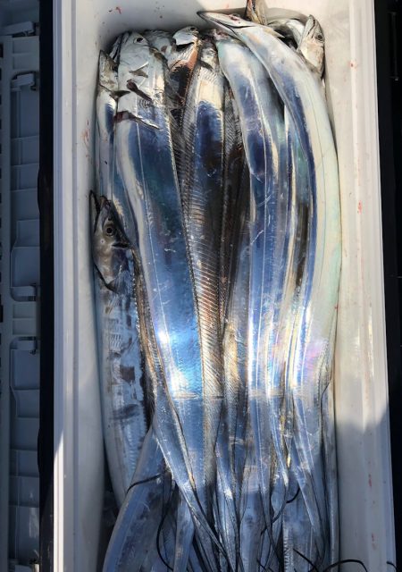 フィッシング　キッタカ 釣果