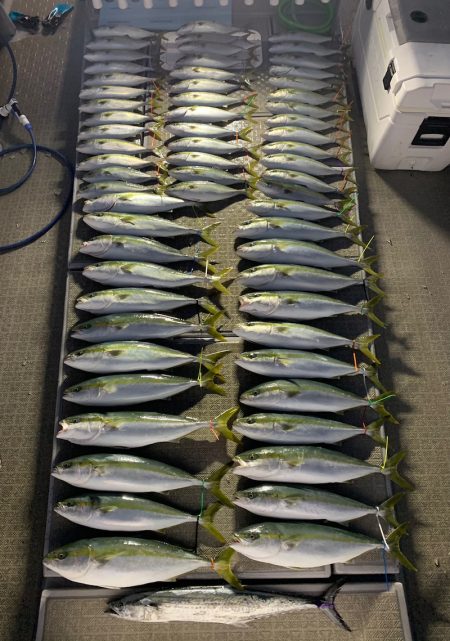 SeaRide(シーライド) 釣果