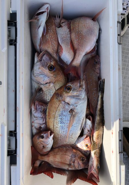 フィッシング　キッタカ 釣果