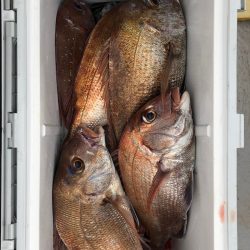 フィッシング キッタカ 釣果