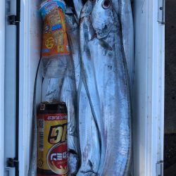 フィッシング　キッタカ 釣果