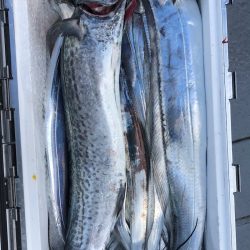 フィッシング　キッタカ 釣果