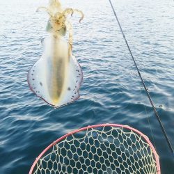 マリンガイド福丸 釣果