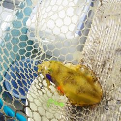 マリンガイド福丸 釣果