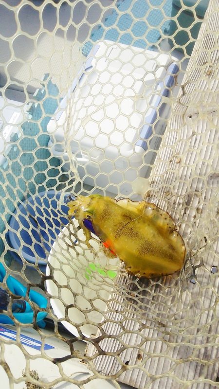 マリンガイド福丸 釣果