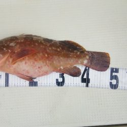 マリンガイド福丸 釣果